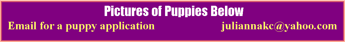 Text Box:  Pictures of Puppies BelowEmail for a puppy application                       juliannakc@yahoo.com