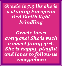 Text Box: Gracie is 7.5 lbs she is a stuning European Red Bwith light brindlingGracie loves everyone! She is such a sweet funny girl. She is happy, playful and loves to follow us everywhere