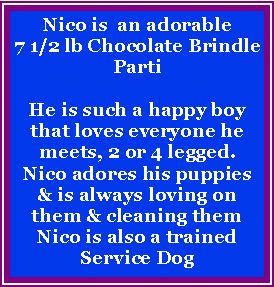 Text Box: Nico is  an adorable 7 1/2 lb Chocolate Brindle PartiHe is such a happy boy that loves everyone he meets, 2 or 4 legged.  Nico adores his puppies & is always loving on them & cleaning them Nico is also a trained Service Dog