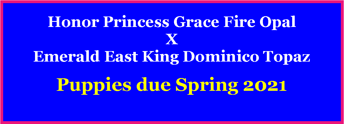 Text Box: Honor Princess Grace Fire OpalX    Emerald East King Dominico TopazPuppies due Spring 2021