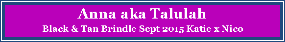 Text Box: Anna aka TalulahBlack & Tan Brindle Sept 2015 Katie x Nico 